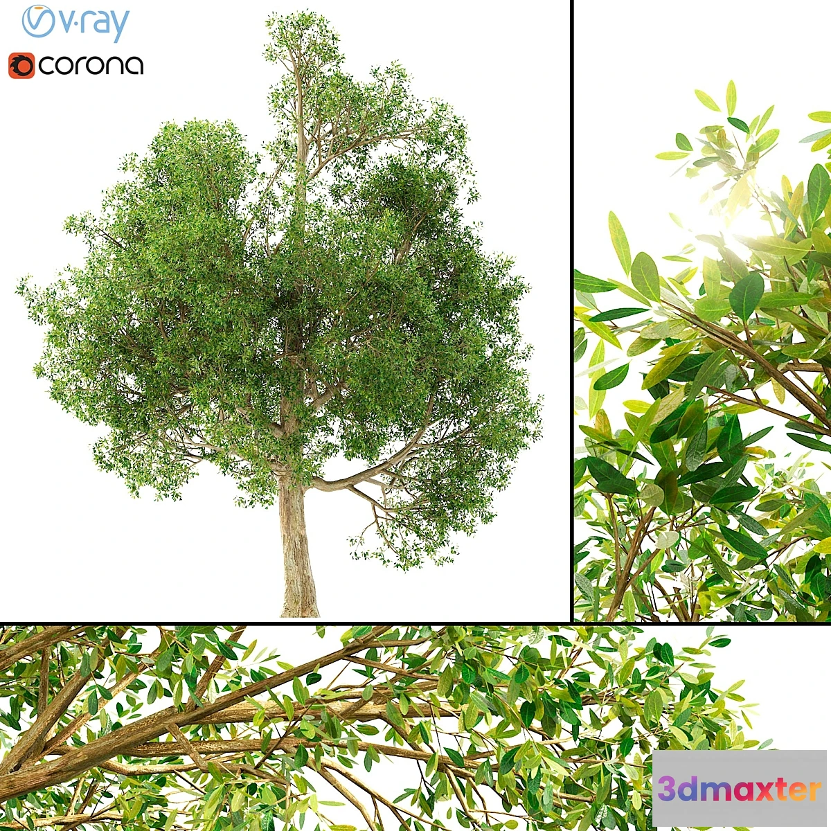 581562 - 3D model of a tree No. 1