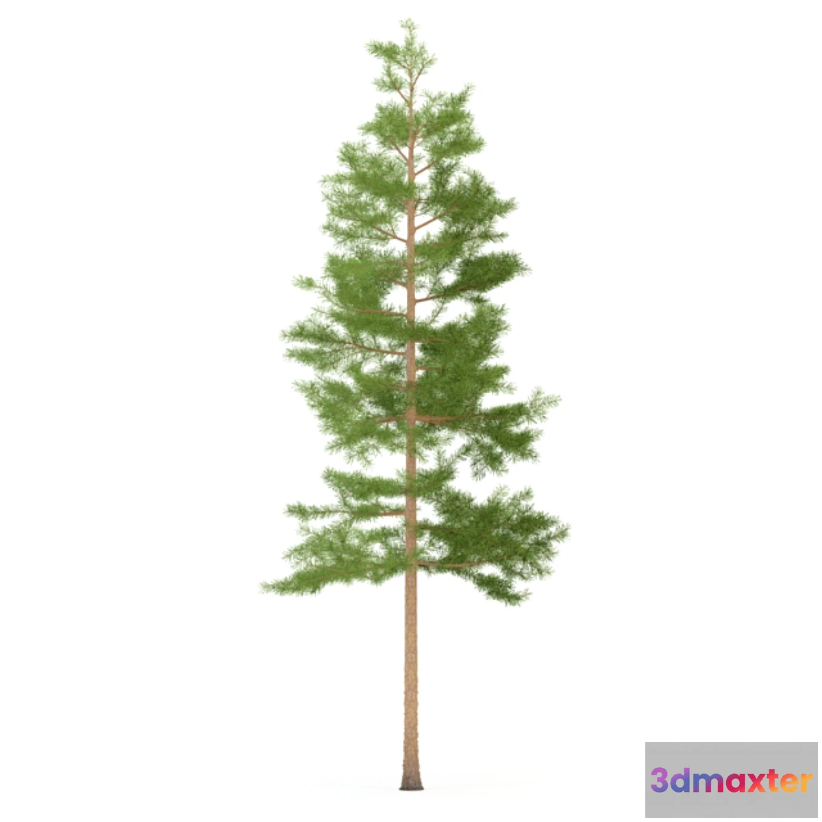 582286 - Pine - No.19