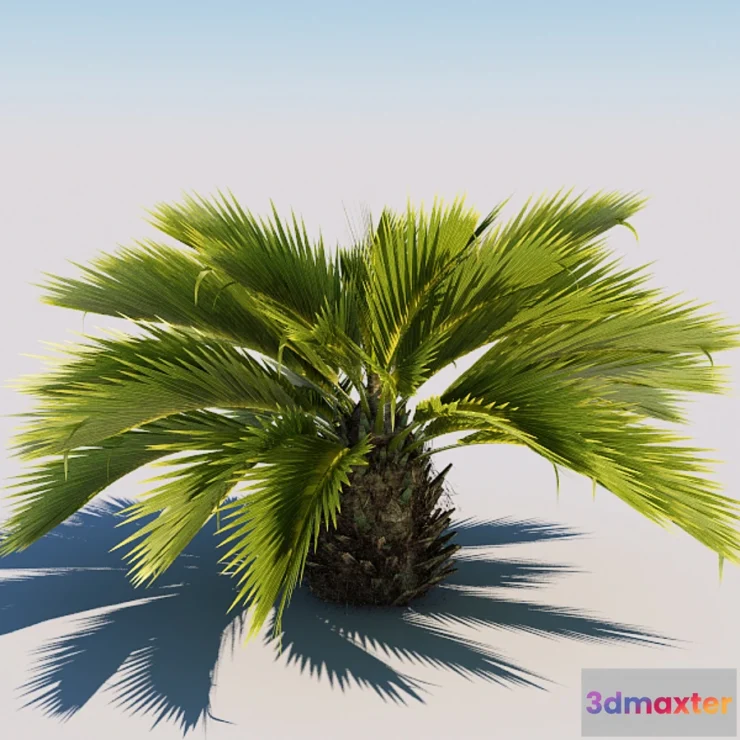 582294 - Palm - No.2