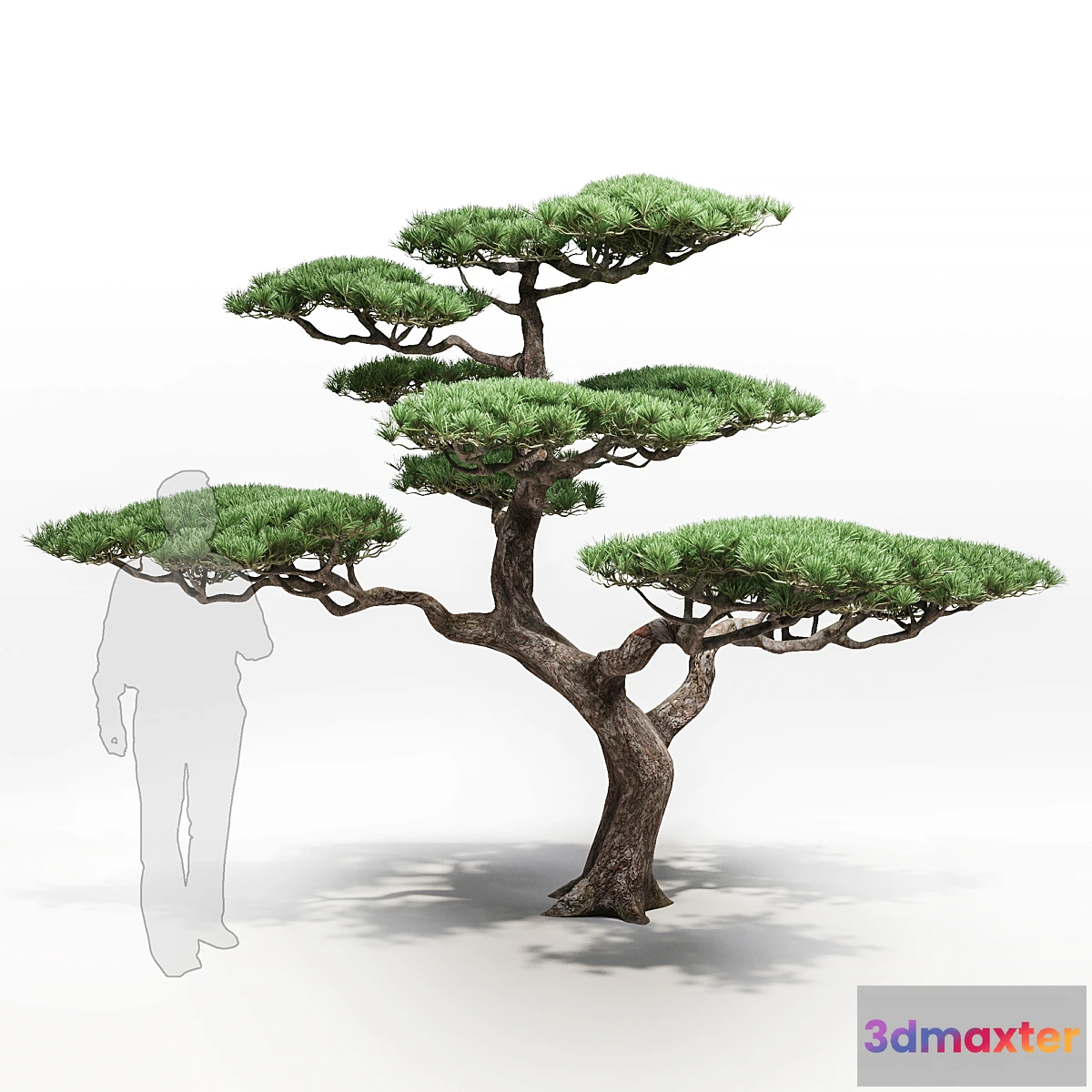 617965 - pine - No.22