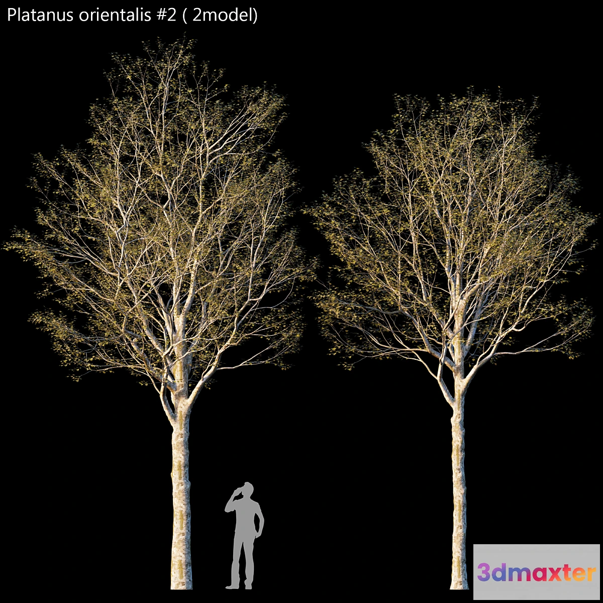 617997 - Platanus orientalis -Platanus acerifolia # 2