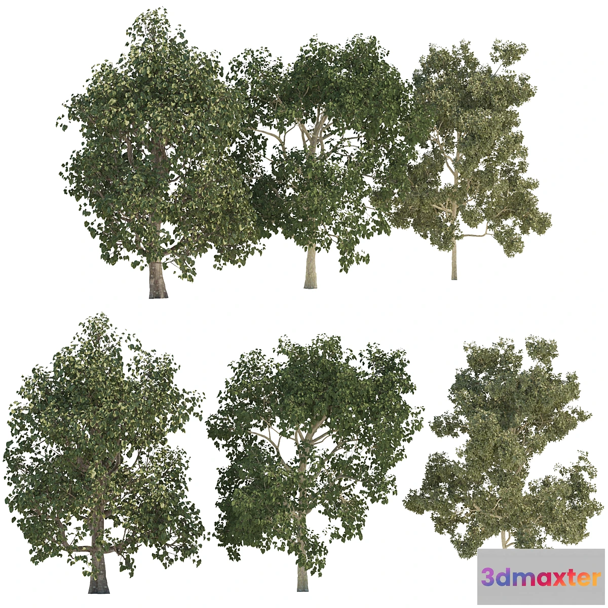 618001 - Three trees