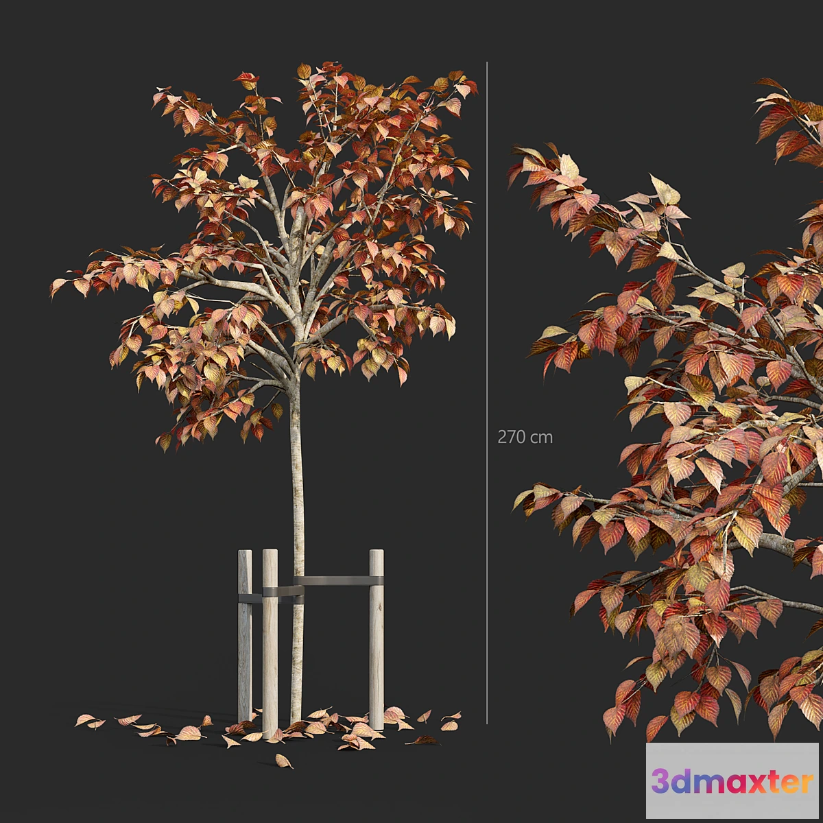 618003 - Tree with stake 01
