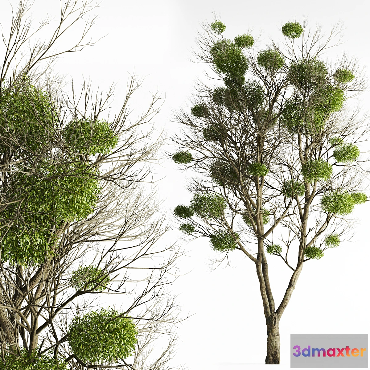 618021 - Tree with Mistletoe