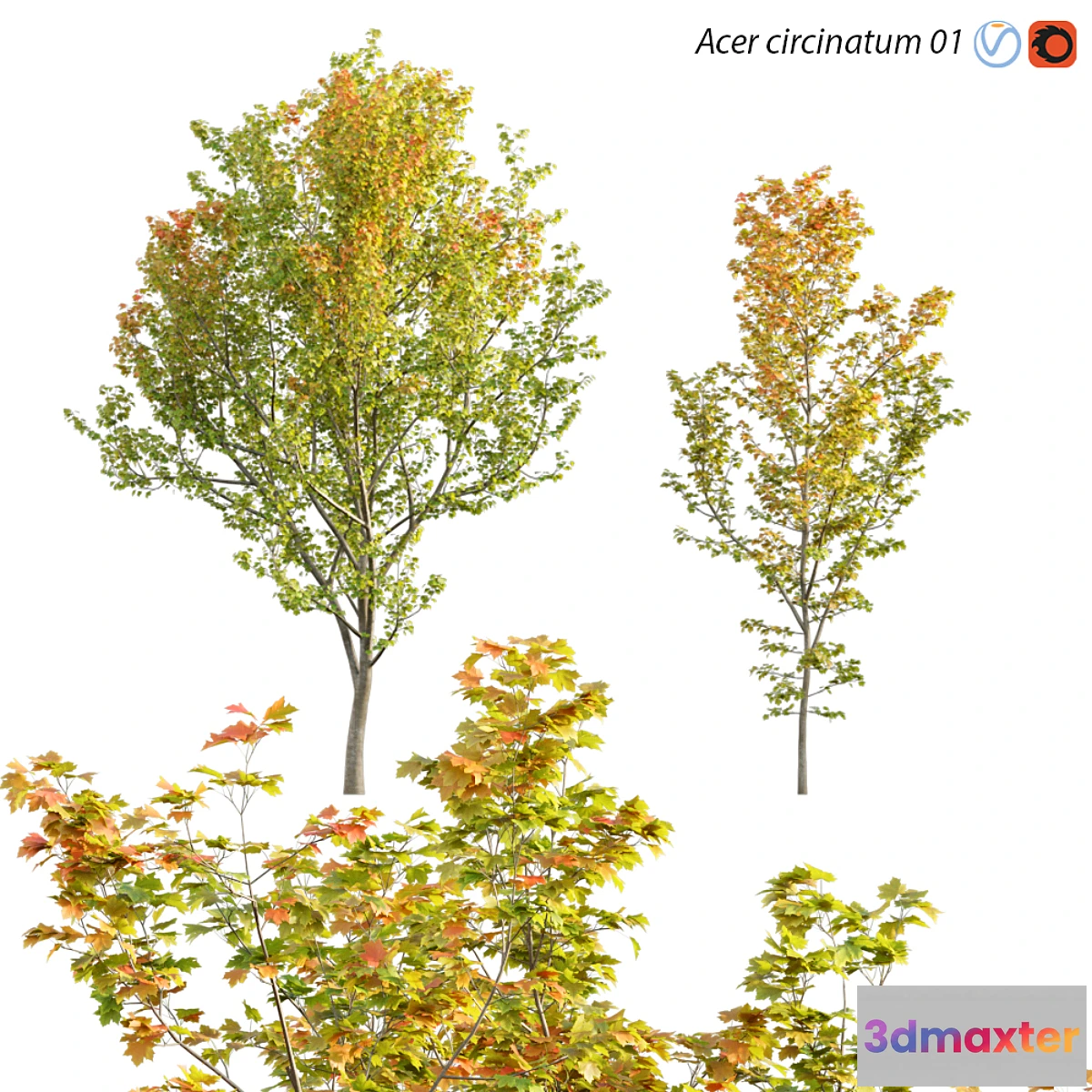 618235 - Acer circinatum  Vine Maple 01