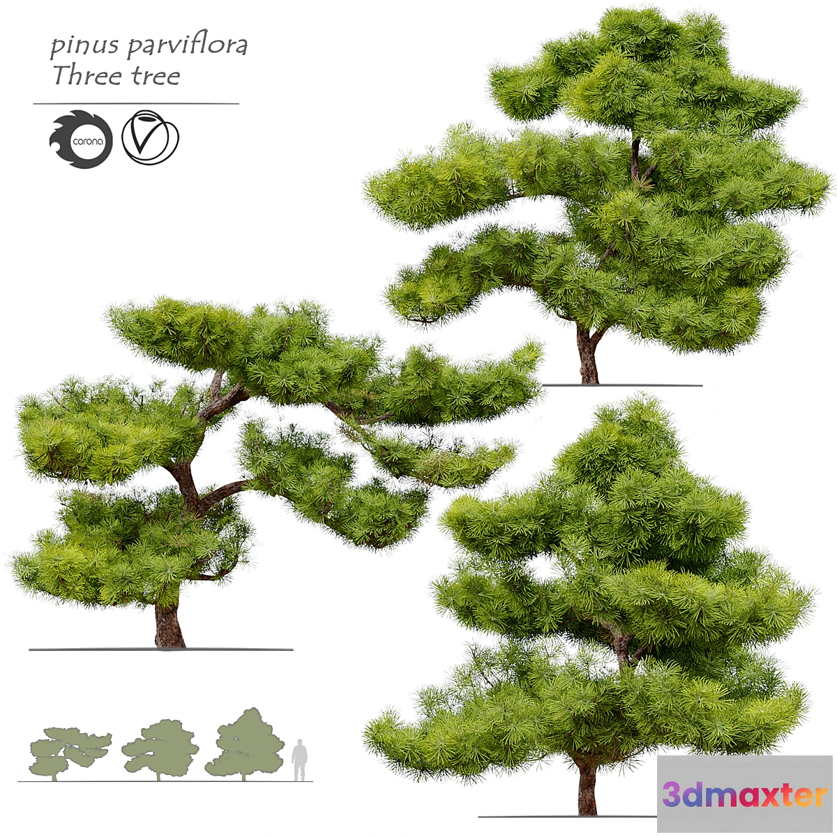 618237 - pinus parviflora