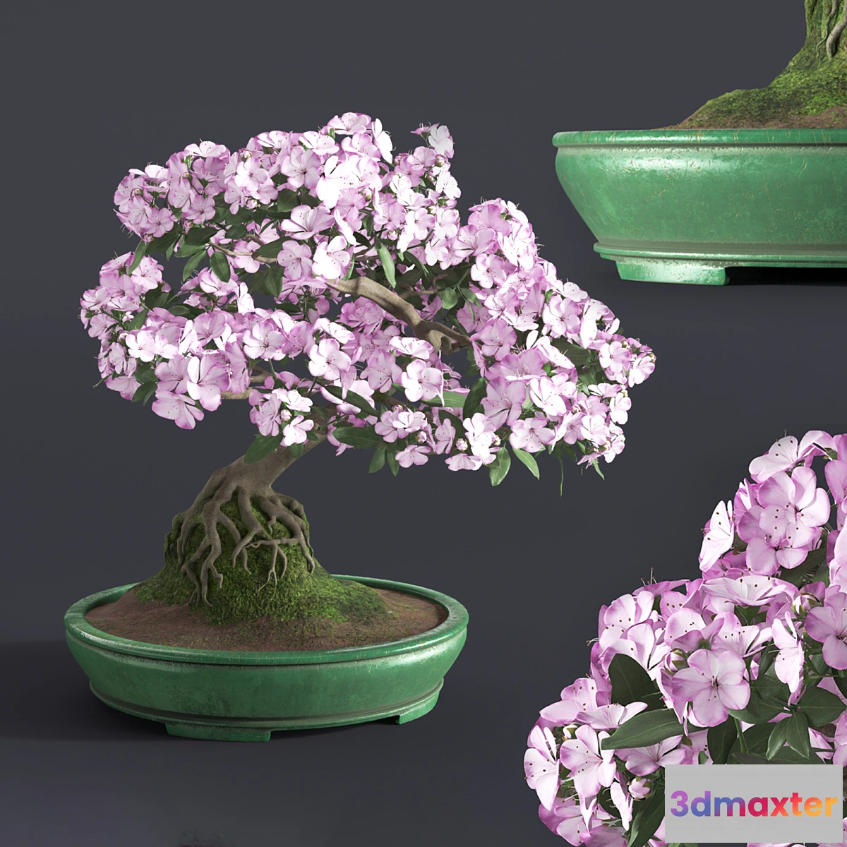 618369 - Japanese azalea bonsai