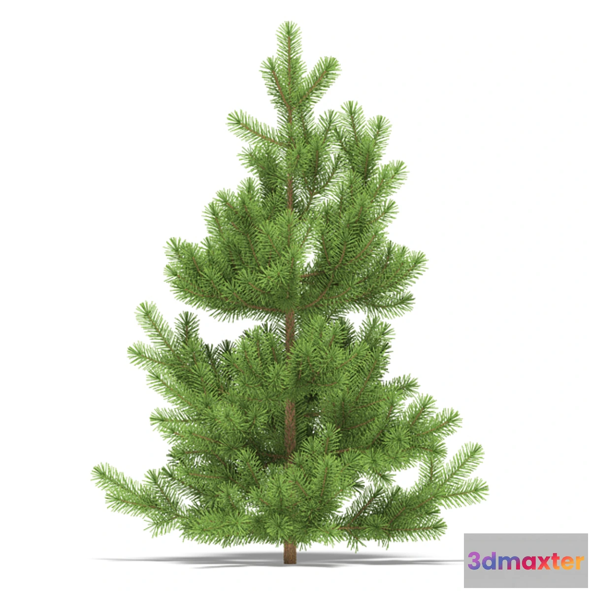 619729 - Pine - No.24