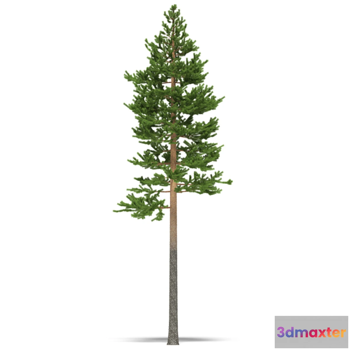 628335 - Pine - No.25