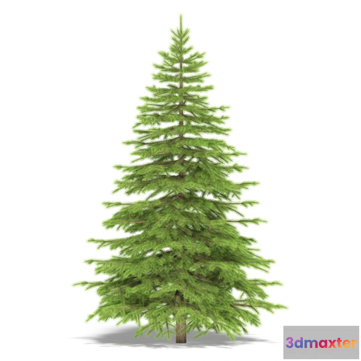 628381 - Spruce - No.7