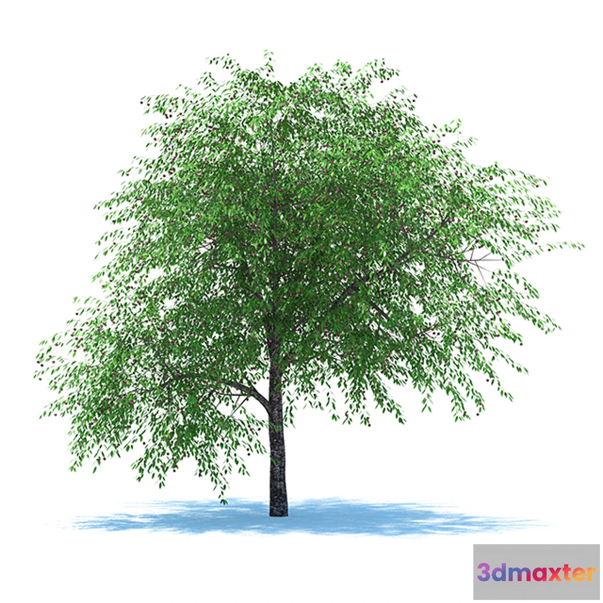 631625 - Cherries with berries