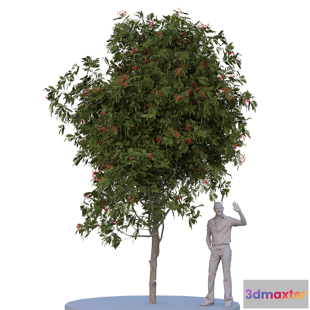 636157 - Rowan tree. Summer autumn