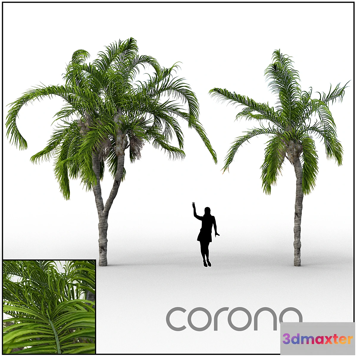 642771 - Palm - No.4