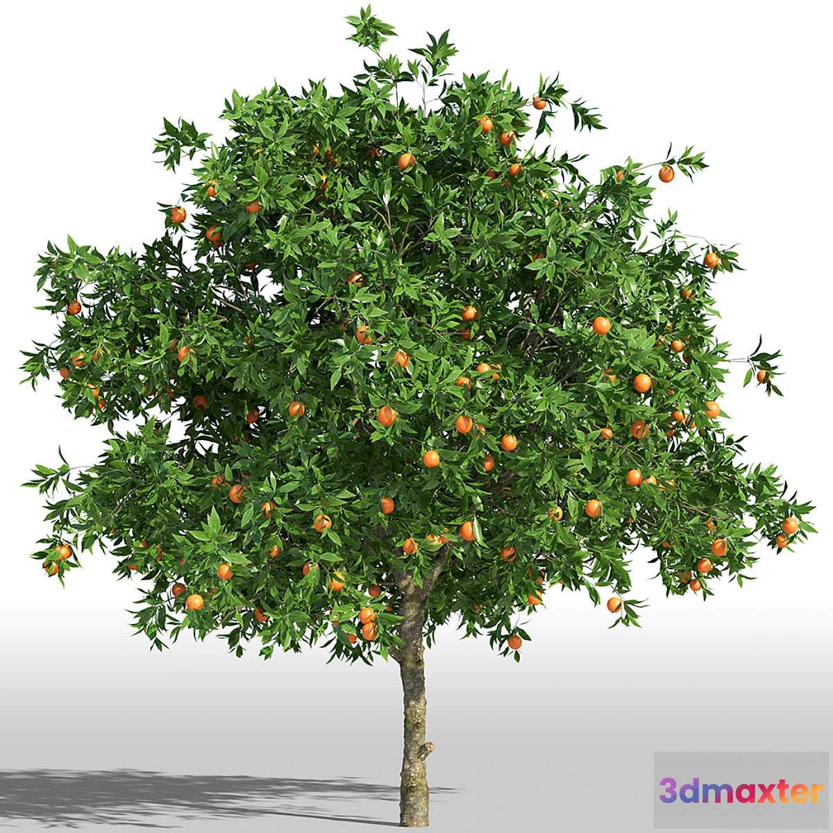 645445 - Orange Tree _ Orange tree