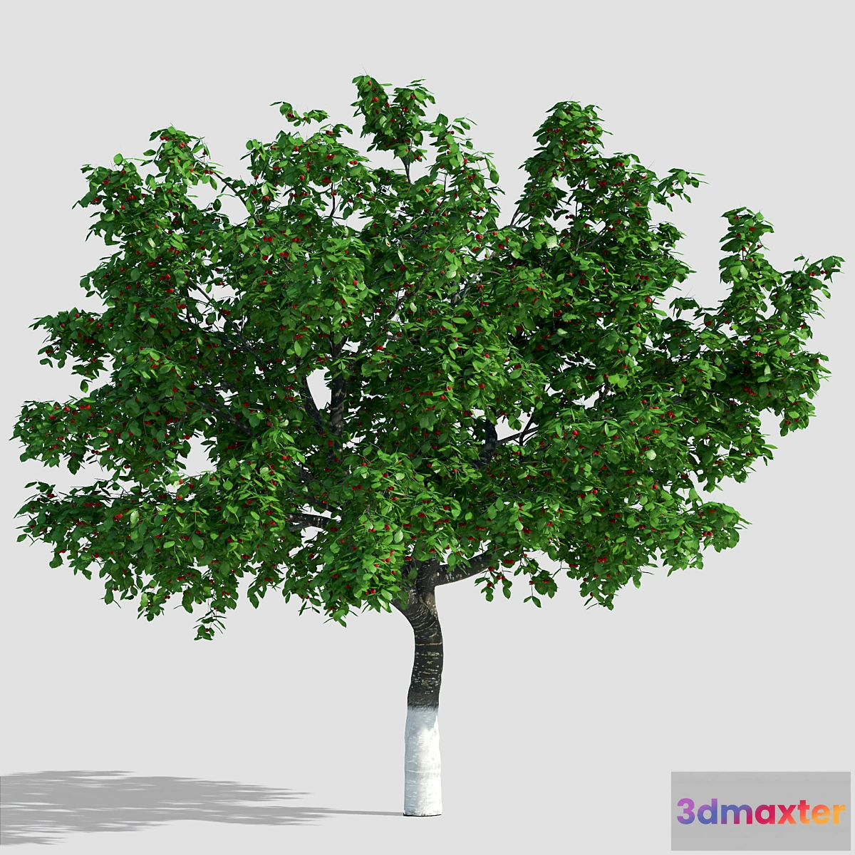 645447 - Cherry with berries _ Cherry with berries