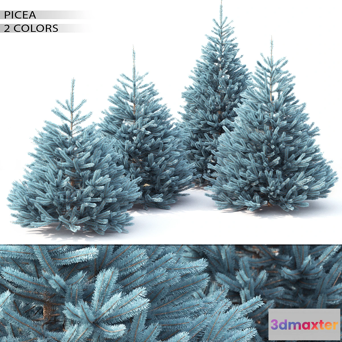 654619 - Spruce - No.8