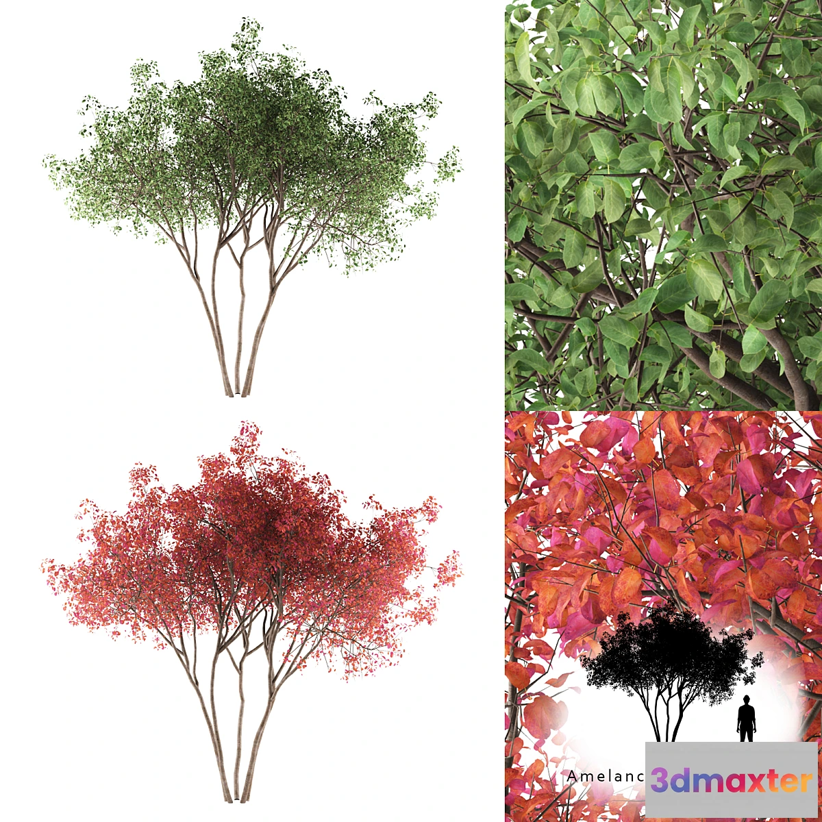 654633 - Irga Lamarca Canadian solitaire  Amelanchier canadensis