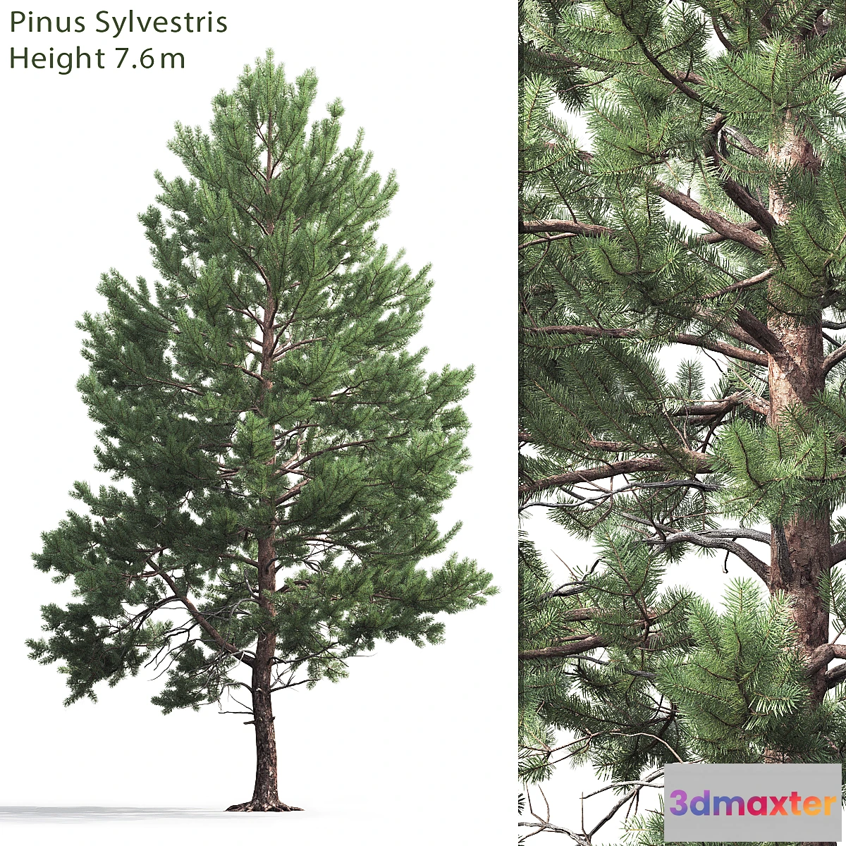 654701 - Pine - No.29