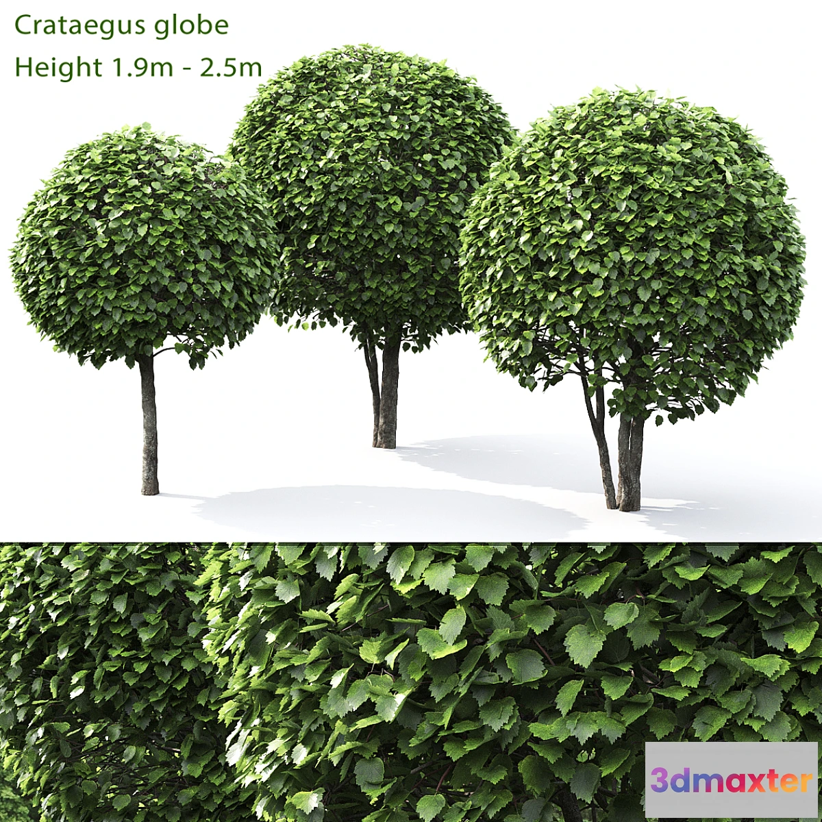 660271 - Crataegus globe # 1
