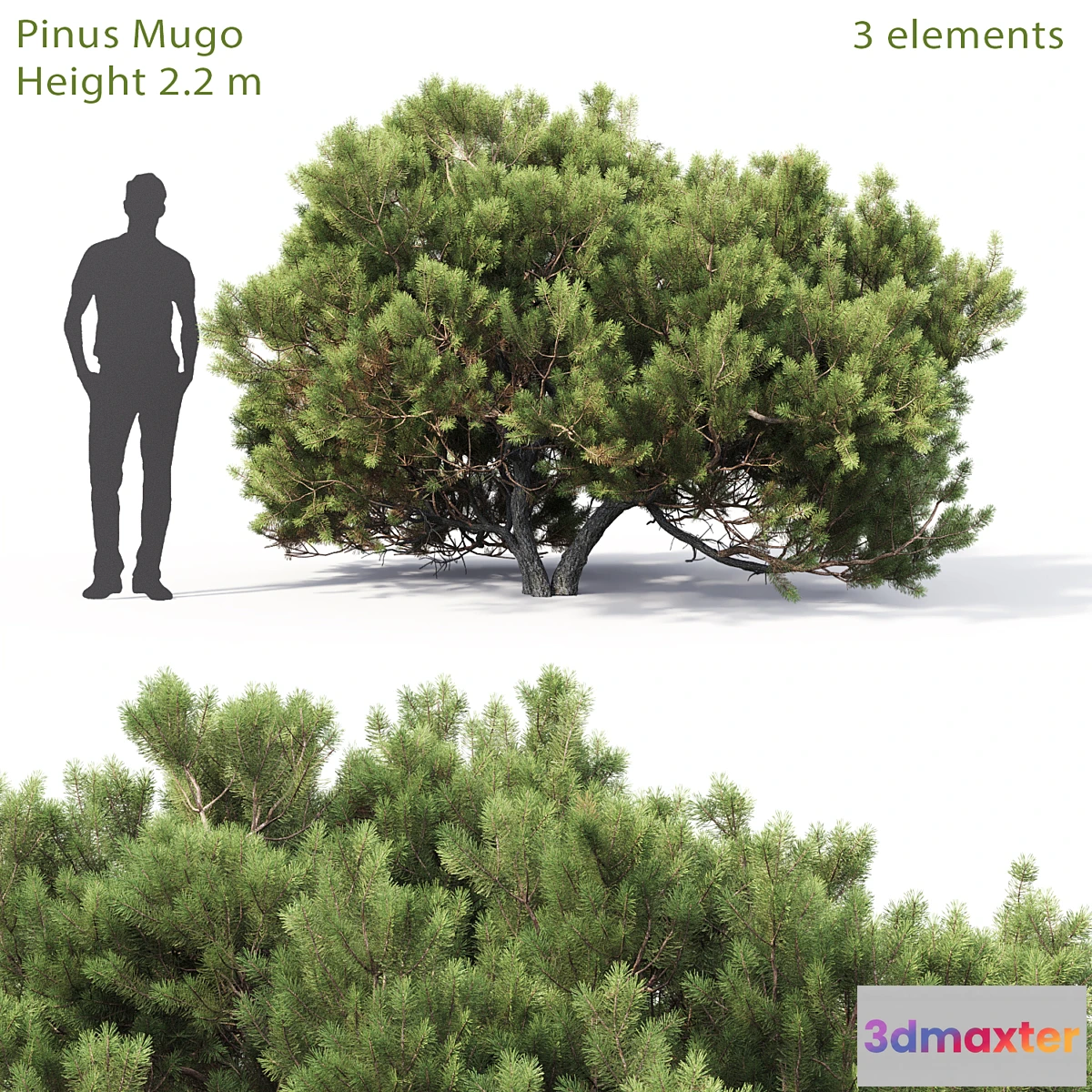 660277 - Pine - No.30