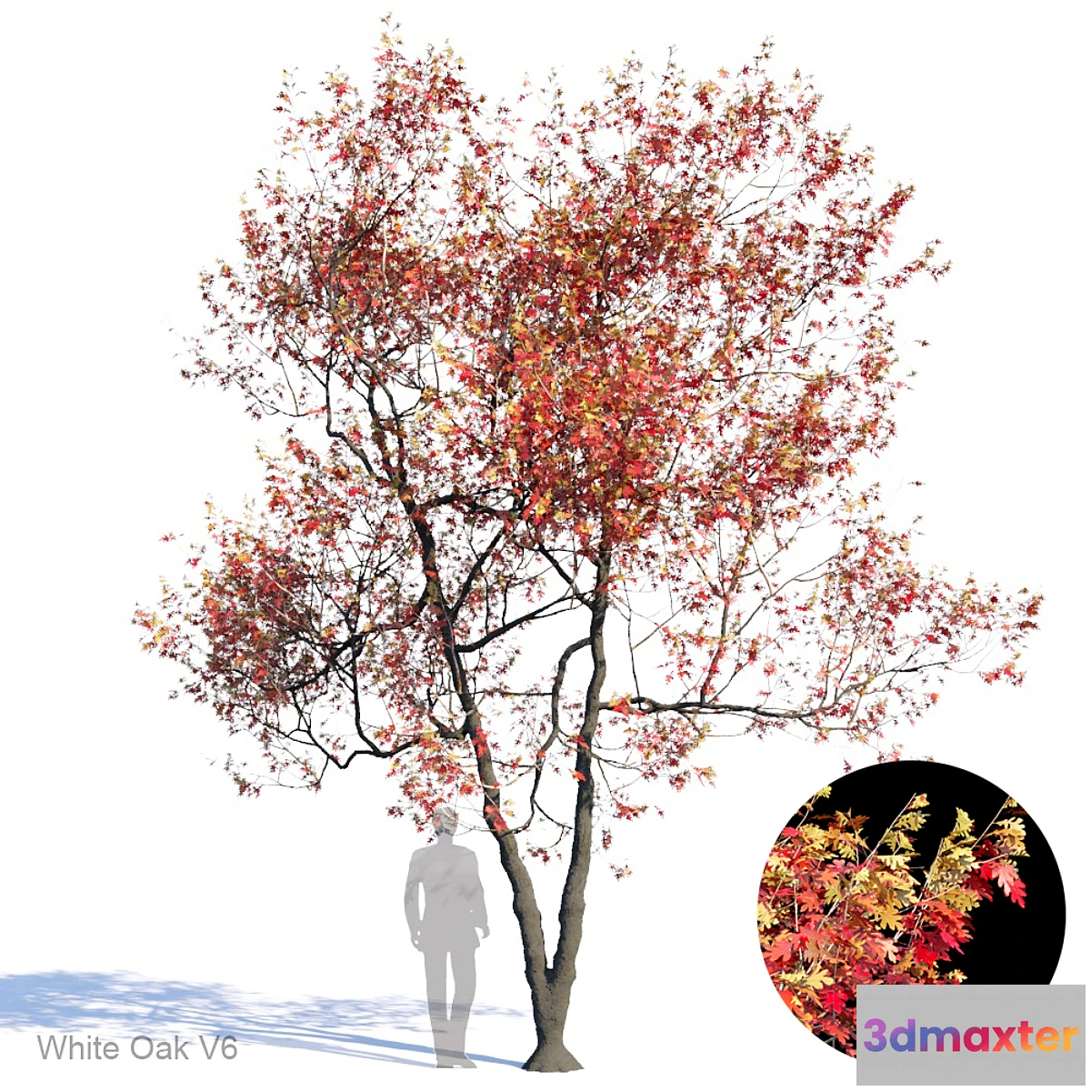 660295 - White Oak Var6