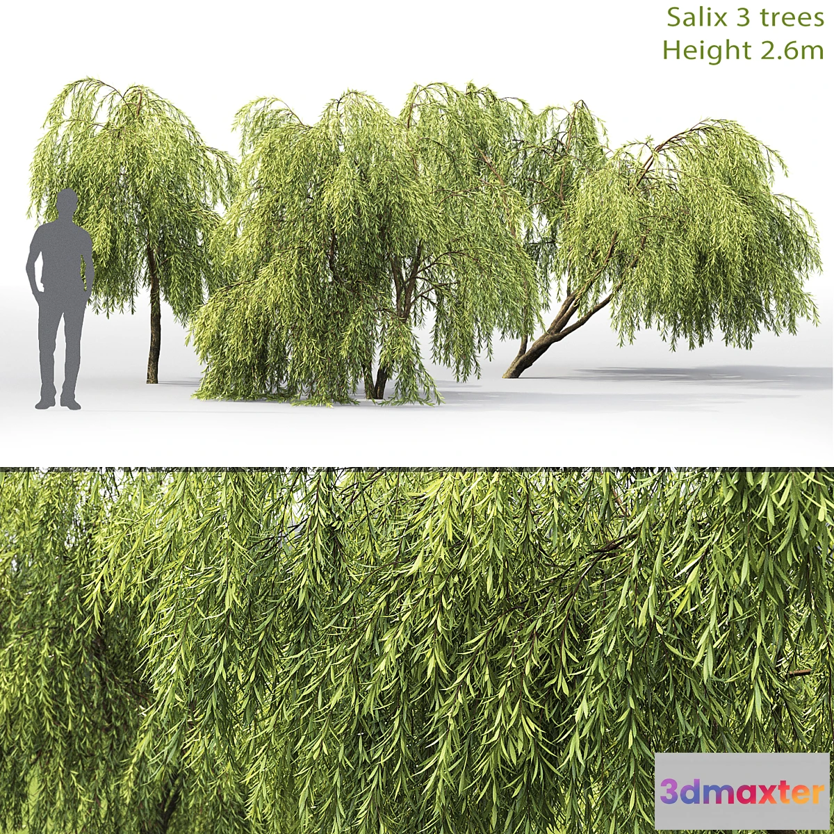 660309 - Willow - No.4