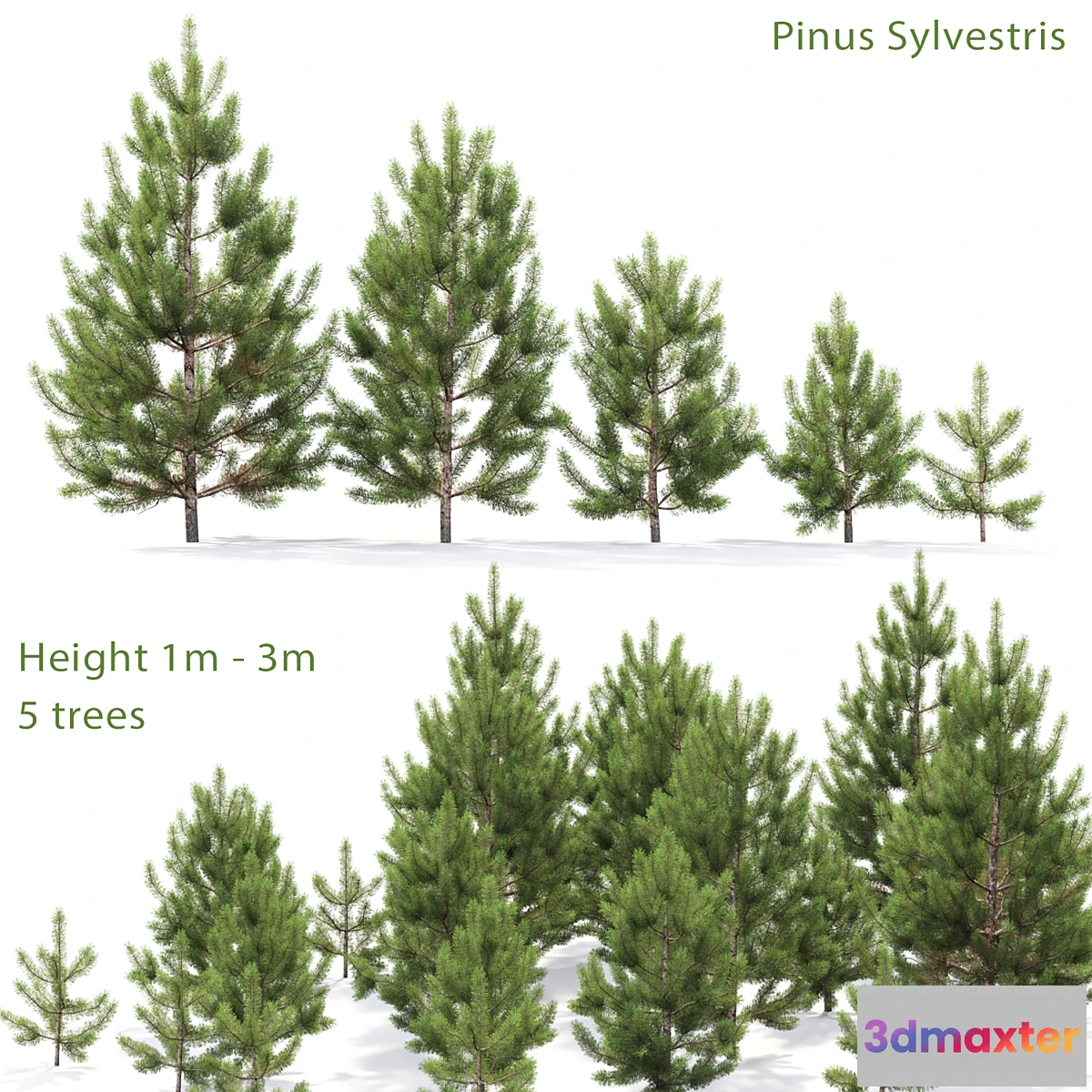 660363 - Pine - No.31