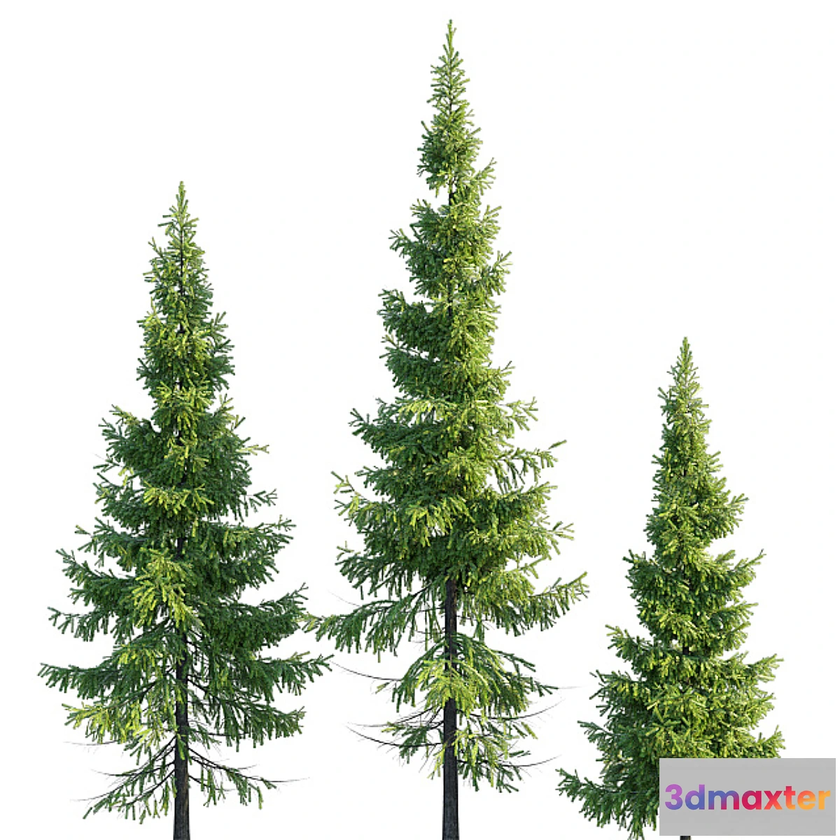 662599 - Christmas trees