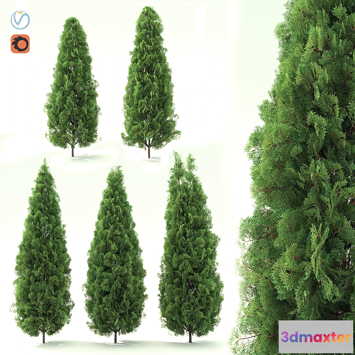 662611 - Thuja - No.3