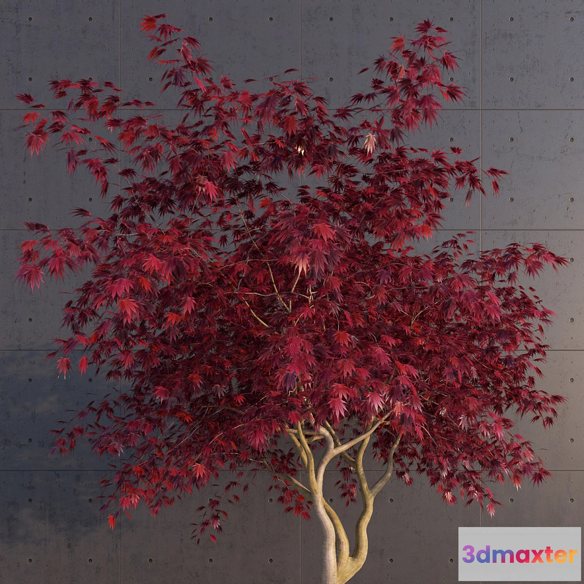 662671 - Japanese Maple