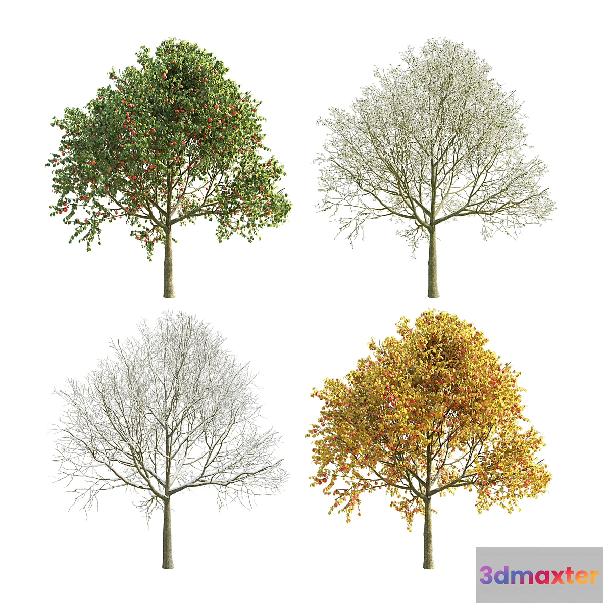 662677 - Apple Tree 5 Seasons