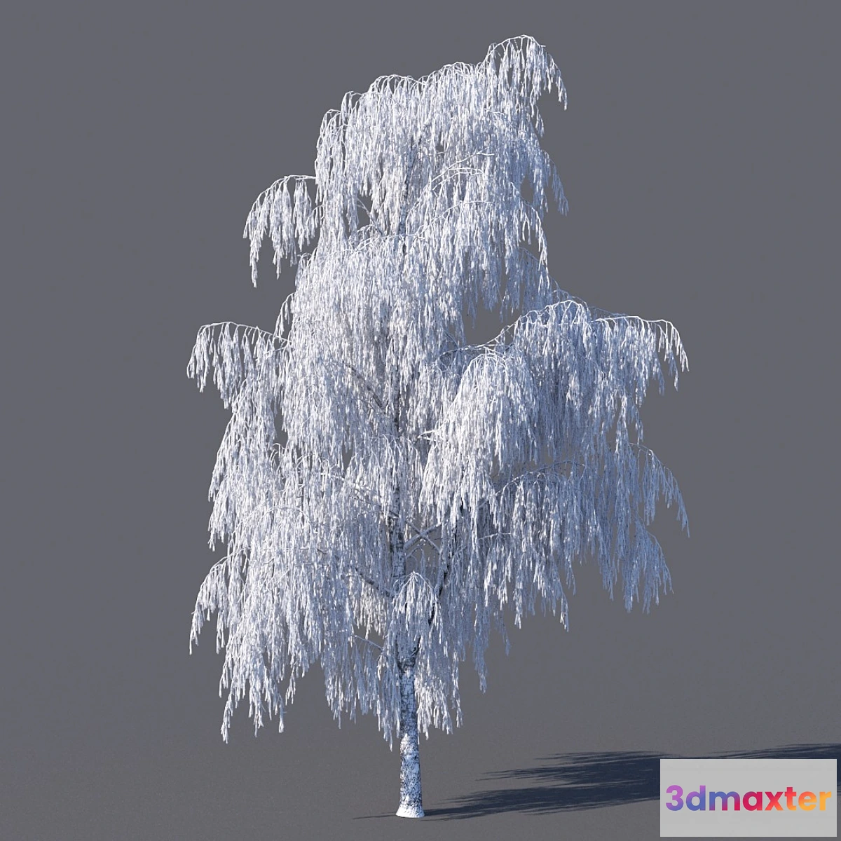 662679 - Winter birch (15 meters)