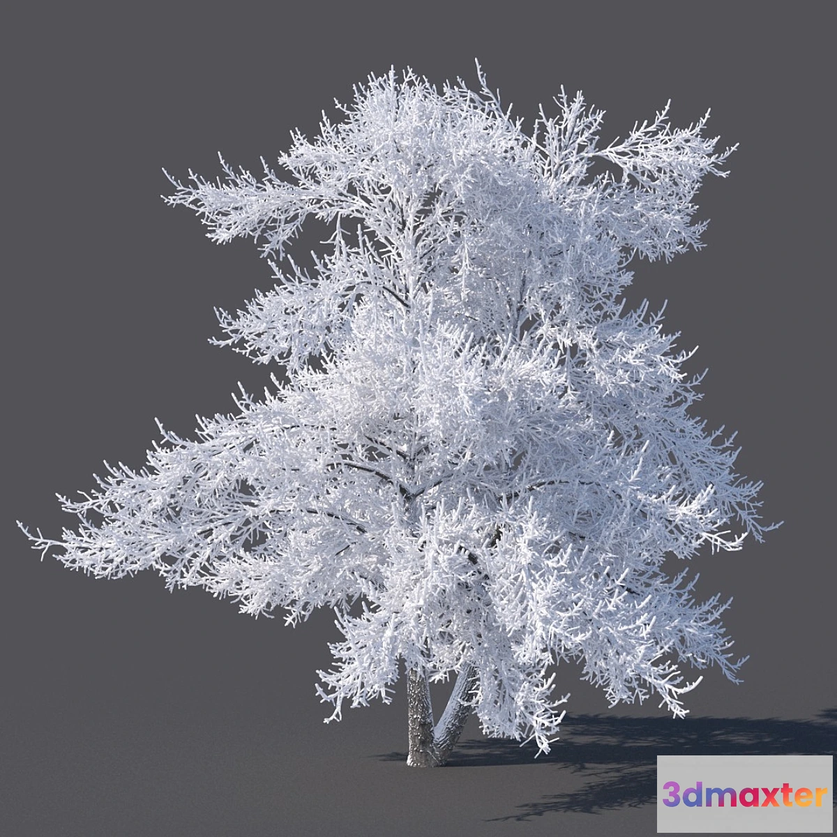 662683 - Winter tree (6 meters)