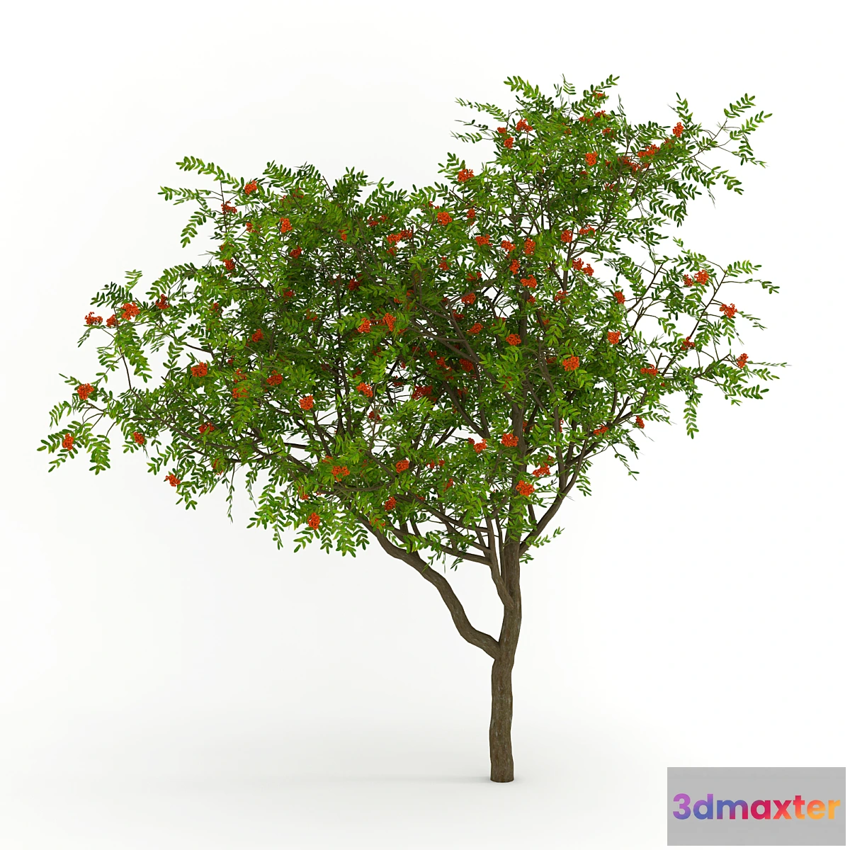 666797 - Rowan - No.3