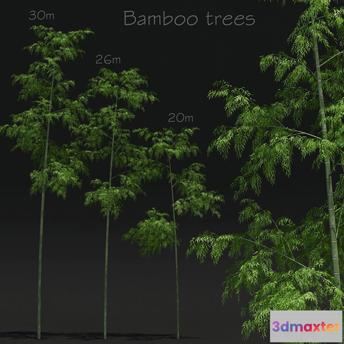 666799 - Bamboo Trees