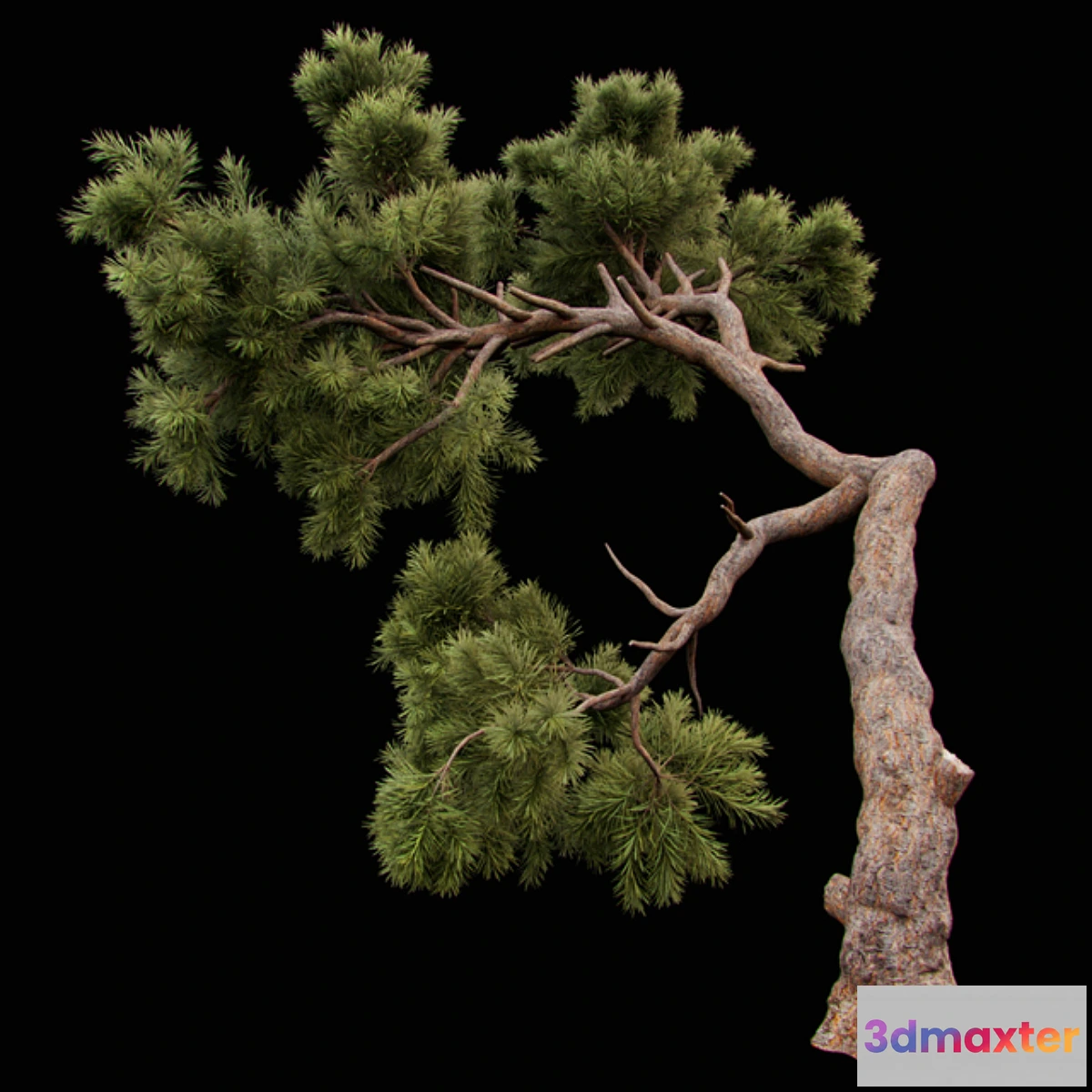 666805 - Curved Pine