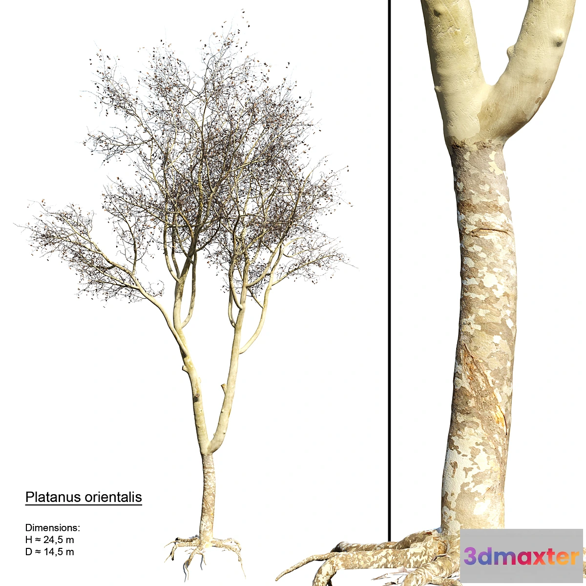 666809 - Platanus orientalis