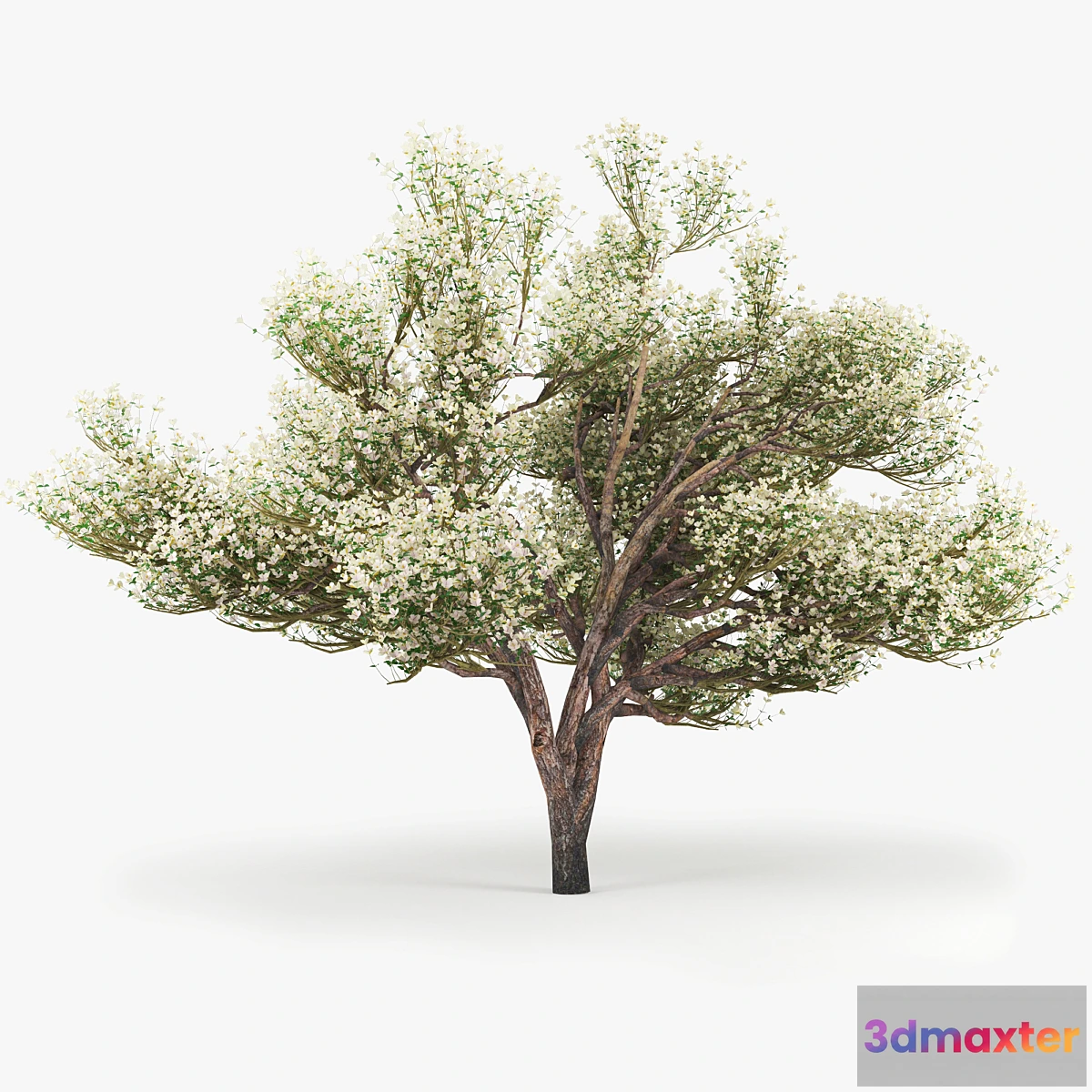 666819 - Flowering_Apple_Tree