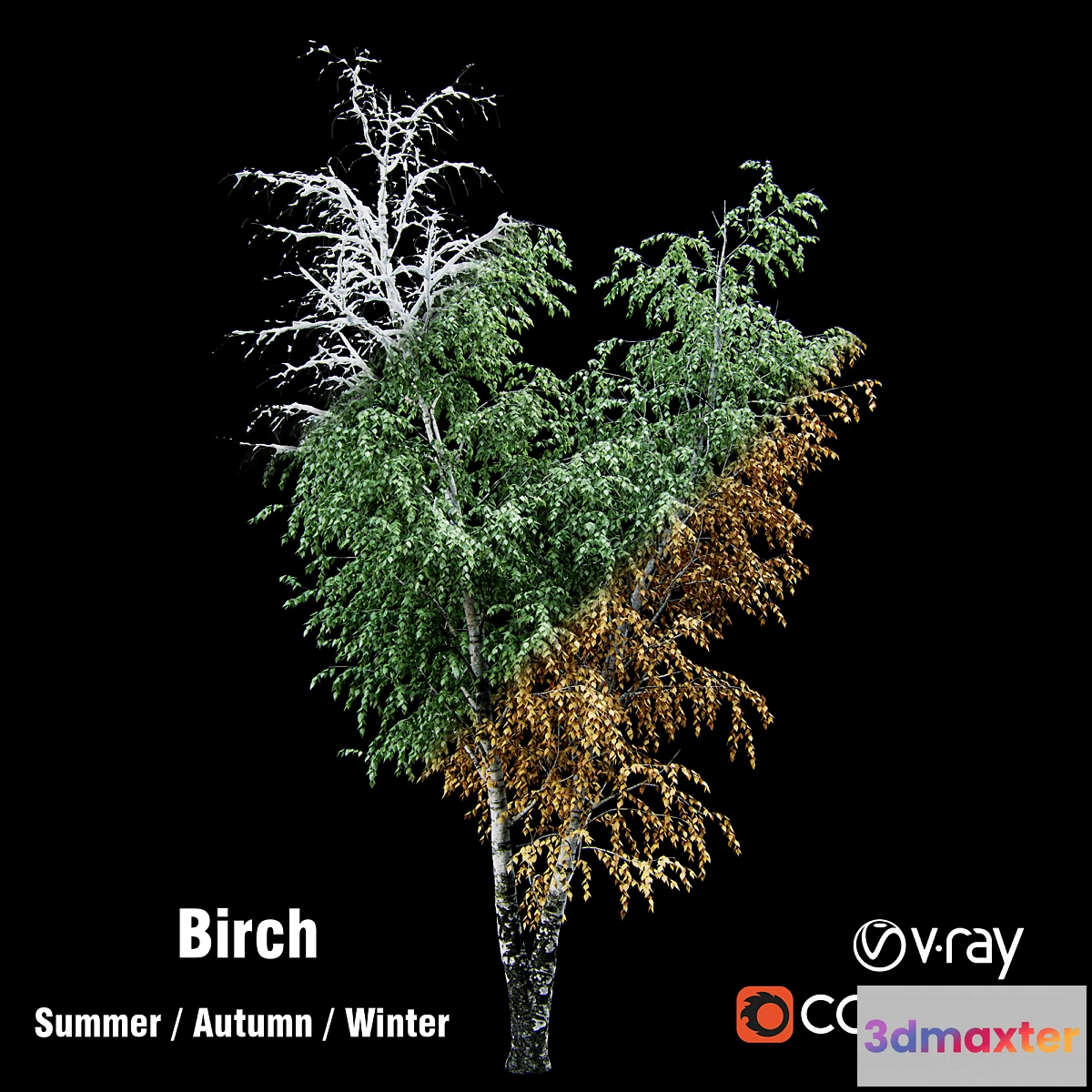666821 - Birch _ summer _ fall _ winter
