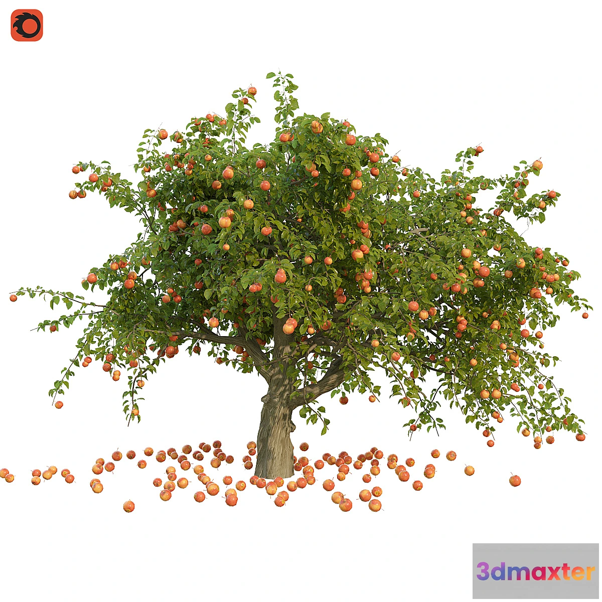 666823 - Apple tree - No.2