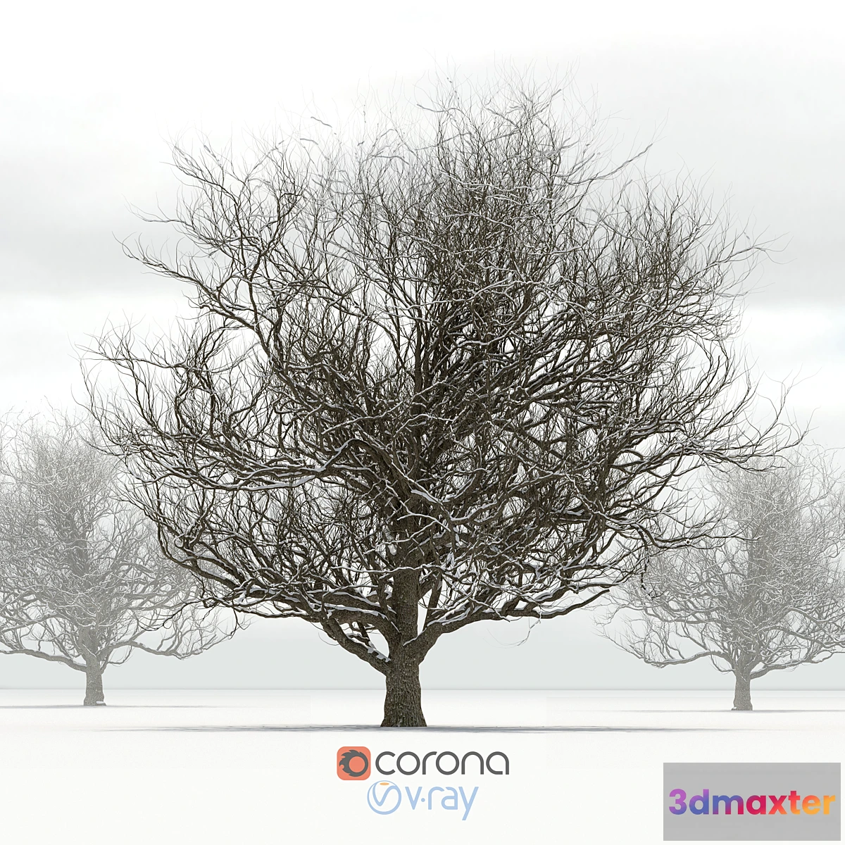 666827 - Oak with snow