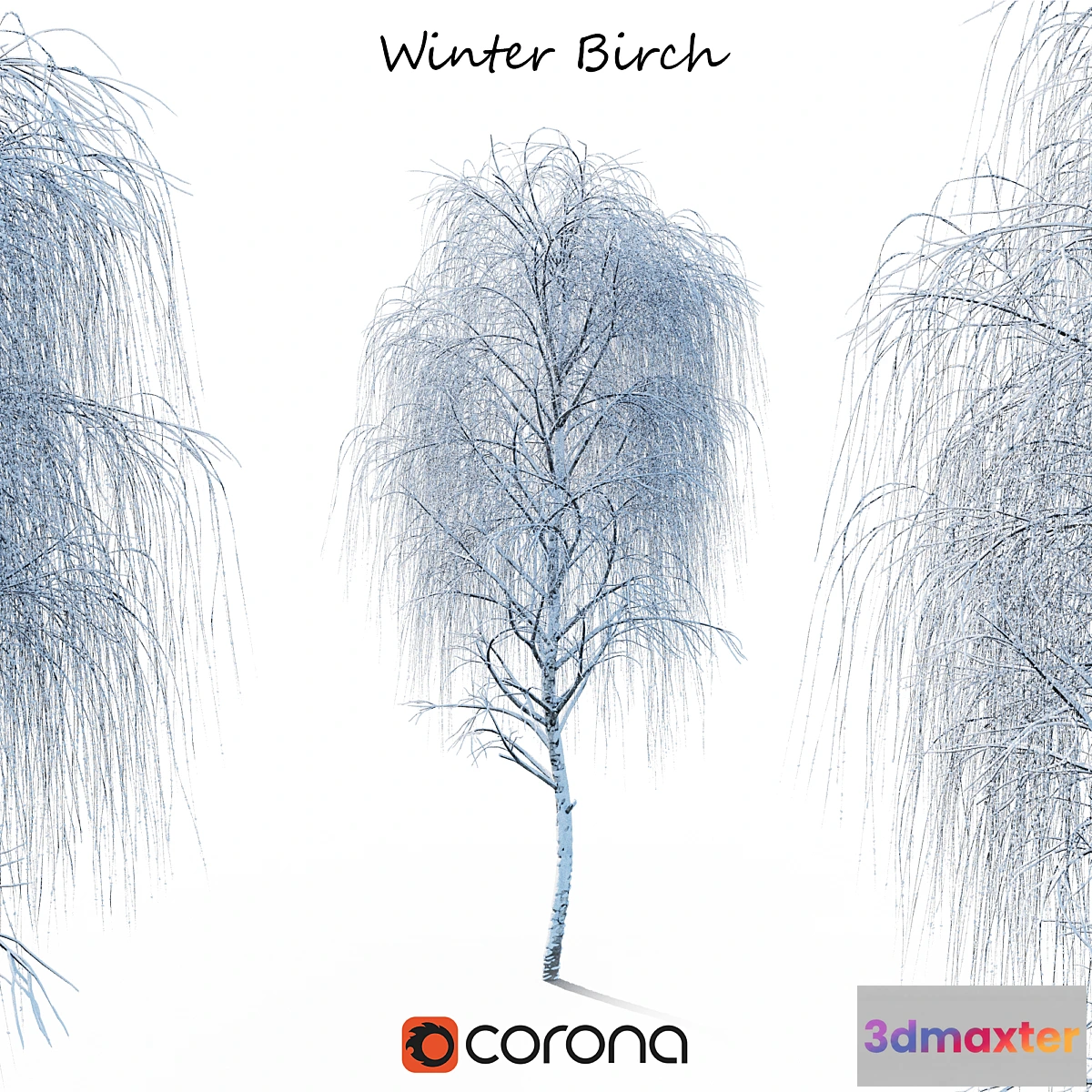 669169 - Winter birch