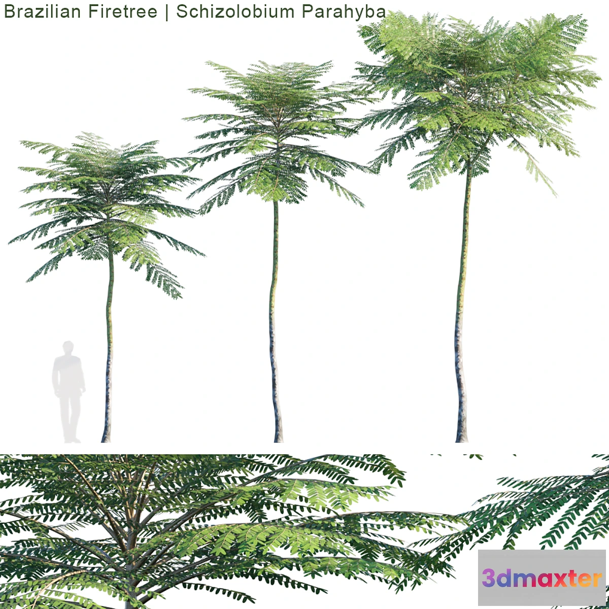 688768 - Schizolobium Parahyba  Brazilian Firetree