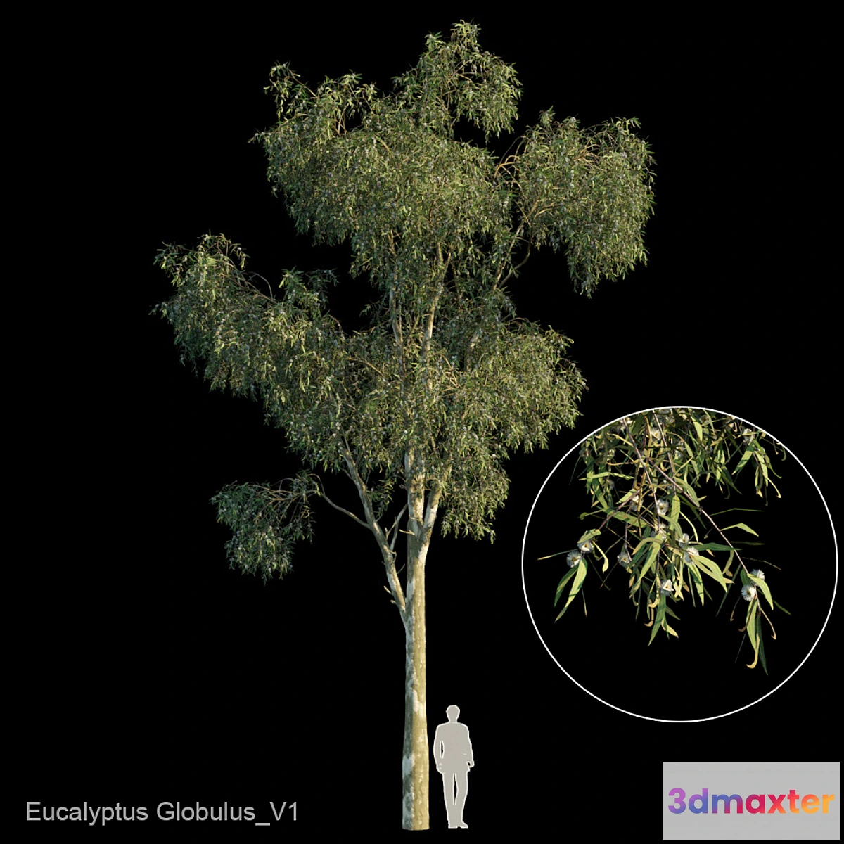 688770 - Eucalyptus globulus var1