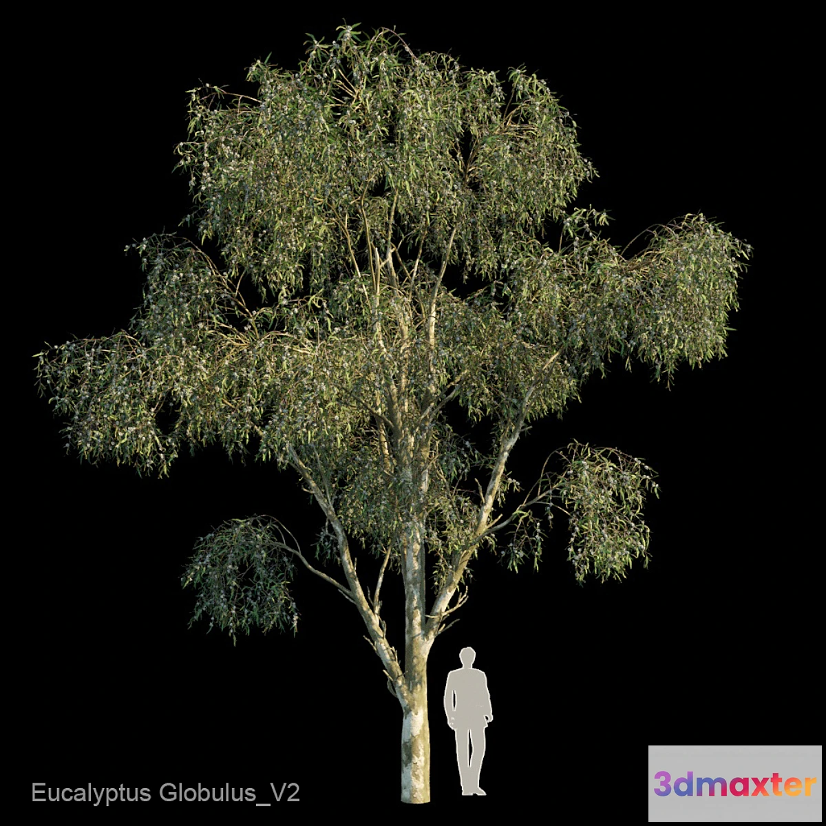 688772 - Eucalyptus Globulus Var2