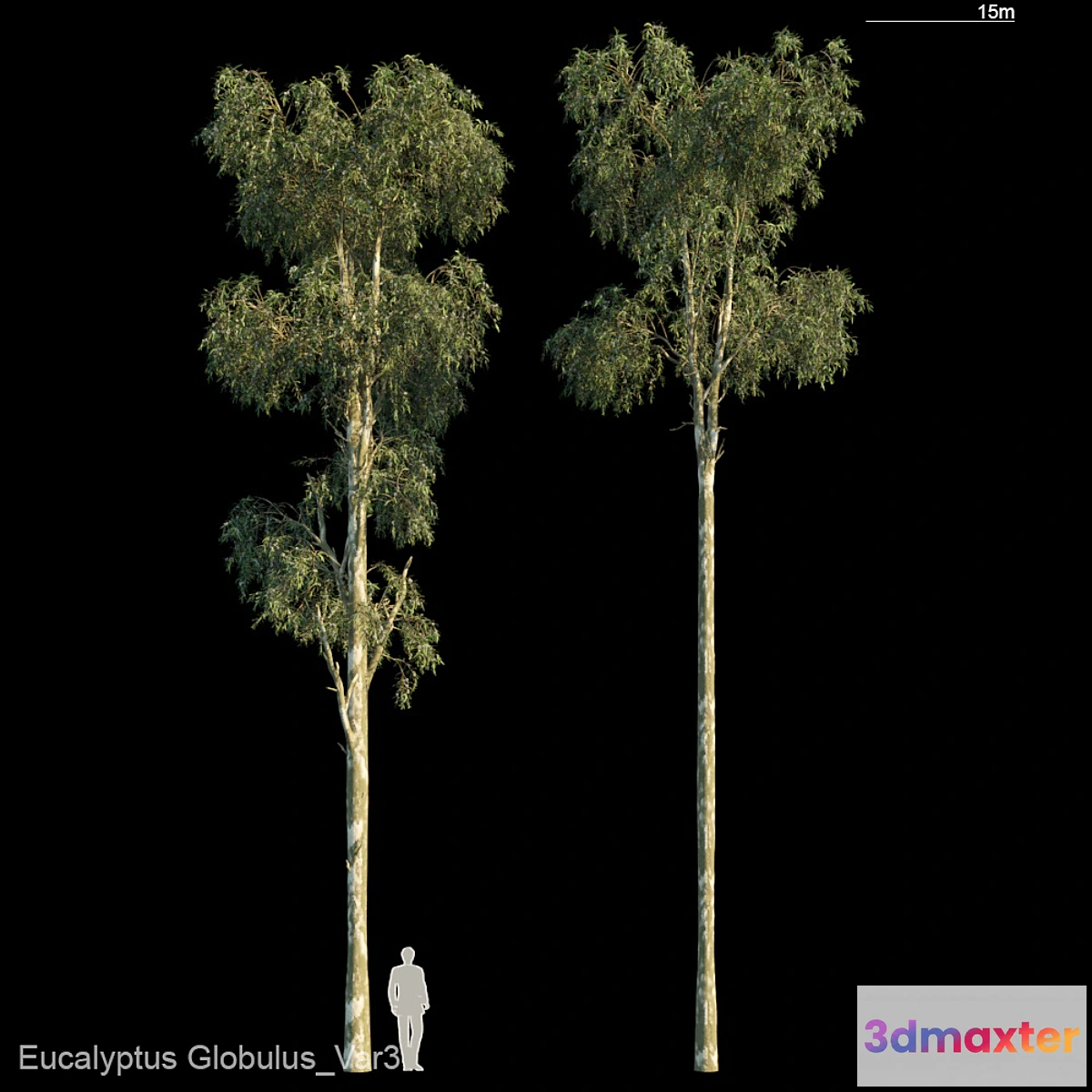 688774 - Eucalyptus Globulus Var3
