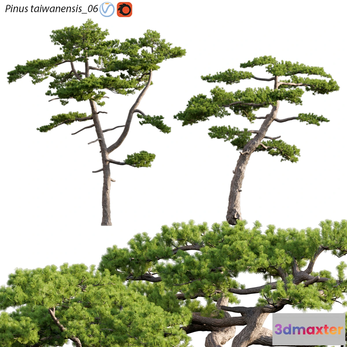688776 - Pinus taiwanensis  Taiwan red pine  Pine  06