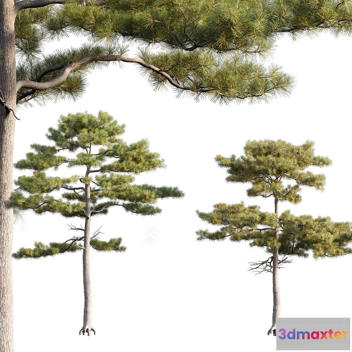 688778 - Pinus tabuliformis # 2