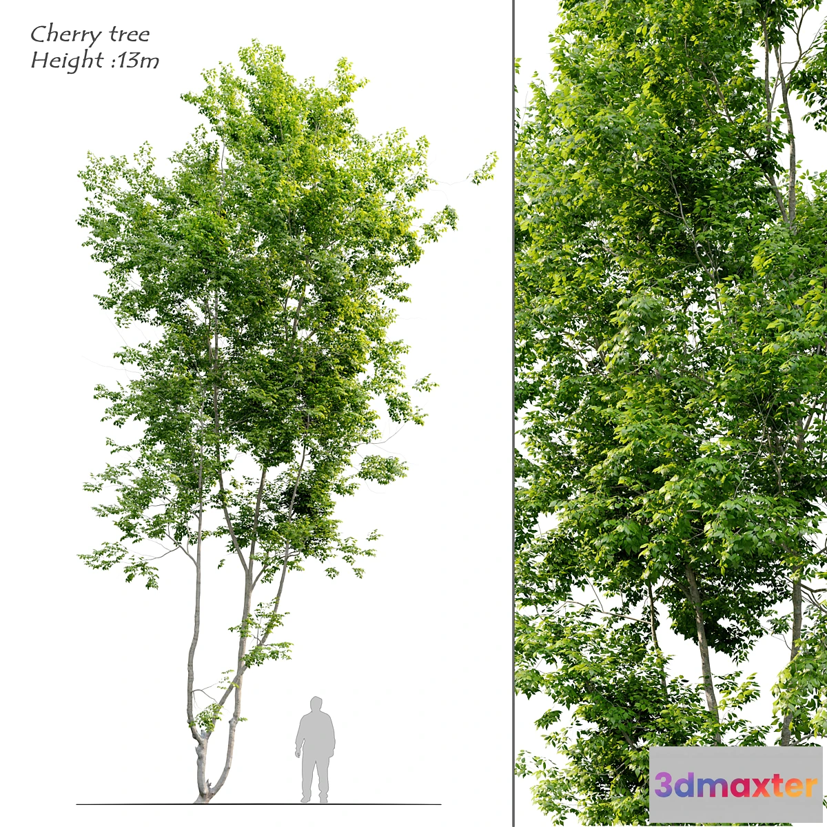 688780 - Cherry tree