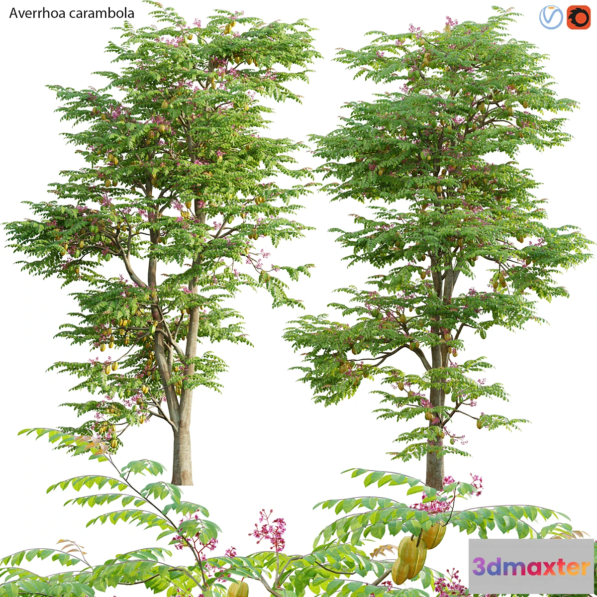 688786 - Averrhoa carambola - Starfruit tree 06